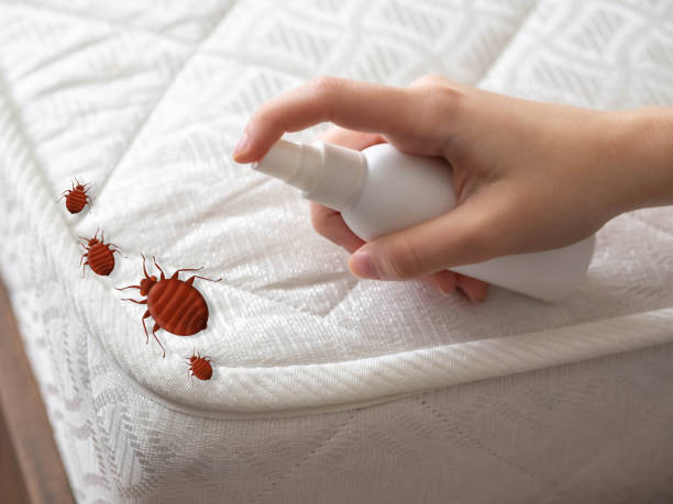 Professional Pest Control in La Paloma, TX